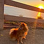 dog, sunset, ocean, fence, outdoor, leash, fluffy, golden_hour, nature, sand, pet, canine, sky, scenic, walk, sunlight, animal, landscape, evening, coast