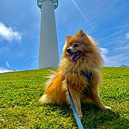 Ozzy joined the competition — help win amazing prizes! dog, pomeranian, grass, lighthouse, sky, cloud, sunlight, leash, outdoor, happy, pet, animal, hill, blue_sky, daylight, fluffy, nature, portrait, sitting, scenic