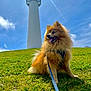 dog, pomeranian, grass, lighthouse, sky, cloud, sunlight, leash, outdoor, happy, pet, animal, hill, blue_sky, daylight, fluffy, nature, portrait, sitting, scenic