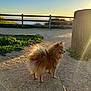 Ozzy joined the competition — help win amazing prizes! dog, leash, sunset, dirt_path, wooden_fence, trash_can, greenery, outdoor, pet, fluffy, walking, scenic, nature, golden_hour, sunlight, animal, small_dog, calm, evening, park
