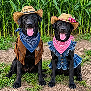 Bella And Charlie is registered to the contest to win money with this photo:  sheriff, bandanas, black_dogs, cornfield, costumes, cowboy_hats, denim_dress, dogs, flowers, full_body, greenery, happy, nature, outdoor, pet_fashion, portrait, puppies, sitting, tongue_out, western_theme
