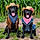 Bella And Charlie