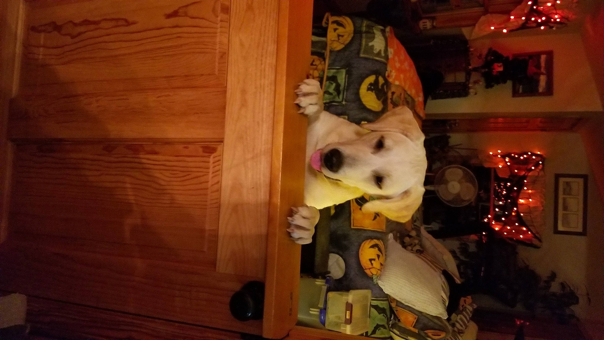 Emma is registered to the contest to win money with this photo: art, canidae, carnivore, companion_dog, dalmatian, dog, dog_breed, door, fawn, flooring, hardwood, picture_frame, skull, snout, sporting_group, stuffed_toy, toy, whiskers, wood, working_animal