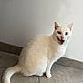 animal, blue_eye, cat, cute, domestic_cat, expression, feline, floor, fur, heterochromia, indoor, mouth_open, pet, sitting, tail, tile_floor, wall, whiskers, white_cat, yellow_eye