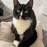 Django participe au concours pour gagner de l'argent avec cette photo : alert, animal, black_and_white, blanket, cat, cozy, cute, domestic_cat, feline, fur, green_eyes, home, indoor, looking_at_camera, pet, pillow, sitting, tile_floor, tuxedo_cat, whiskers