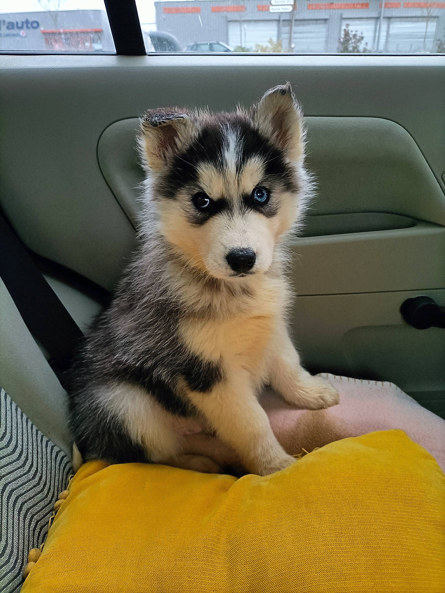 Haru participe au concours pour gagner de l'argent avec cette photo : canidae, canis, carnivore, comfort, companion_dog, dog, dog_breed, fawn, flooring, fur, paw, siberian_husky, sled_dog, snout, sporting_group, tail, terrestrial_animal, whiskers, wildlife, working_animal