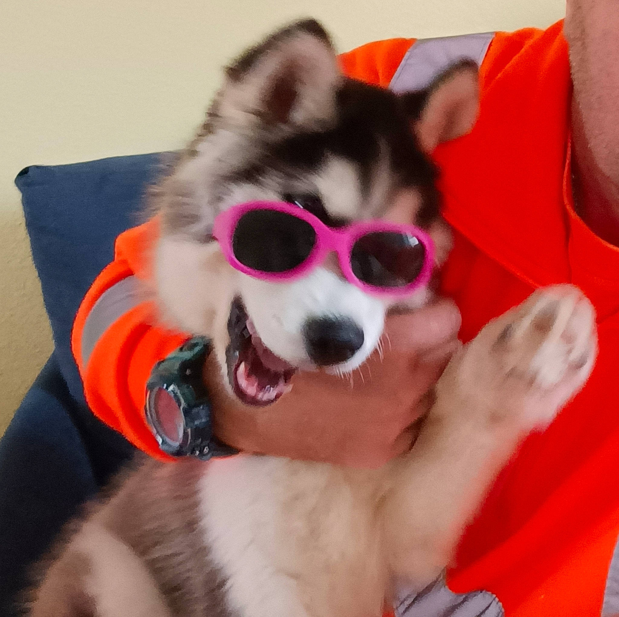 Haru a rejoint le concours — aidez-le/la à gagner de superbes lots ! canidae, carmine, carnivore, comfort, companion_dog, dog, dog_breed, dog_supply, ear, eyewear, fawn, felidae, fur, mammal, paw, small_to_medium_sized_cats, snout, sporting_group, toy_dog, whiskers