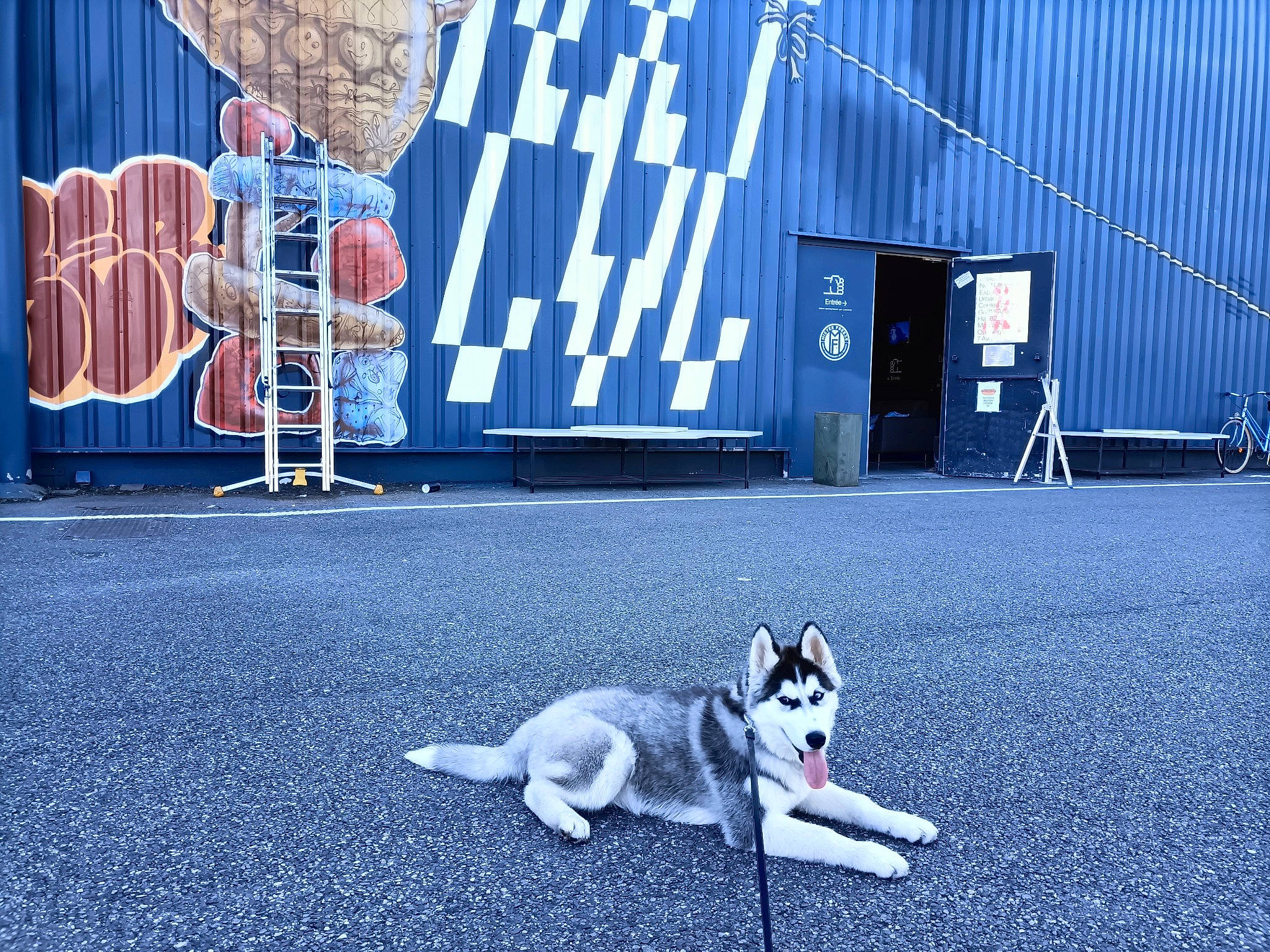 Haru participe au concours pour gagner de l'argent avec cette photo : asphalt, blue, canidae, carnivore, companion_dog, dog, dog_breed, drum, electric_blue, event, flag, flooring, lighting, line, musical_instrument, road, road_surface, sporting_group, street, tail