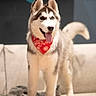 Haru a rejoint le concours — aidez-le/la à gagner de superbes lots ! animal, bandana, blanket, canine, couch, dog, domestic_animal, ears_up, fur, furniture, happy, household, indoor, pet, playful, puppy, red_bandana, siberian_husky, tail, tongue_out