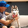 animal, bandana, blue_cap, bracelet, casual_clothing, couch, dog, domestic_animal, friendship, happy, husky, indoor, man, person, pet, puppy, seated, shorts, smiling, sunglasses