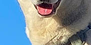 Falkone participe au concours pour gagner de l'argent avec cette photo : dog, close_up, harness, blue_sky, statue, outdoor, pet, canine, animal, portrait, smiling, tongue_out, light, daylight, ears, face, muzzle, fur, expression, background