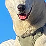 dog, close_up, harness, blue_sky, statue, outdoor, pet, canine, animal, portrait, smiling, tongue_out, light, daylight, ears, face, muzzle, fur, expression, background