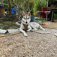 Falkone a rejoint le concours — aidez-le/la à gagner de superbes lots ! dog, husky, outdoor, gravel, garden, plants, sunlight, pet, canine, relaxed, nature, fence, tree, umbrella, pot, chair, leash, resting, daytime, animal