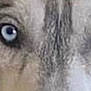Falkone participe au concours pour gagner de l'argent avec cette photo : dog, close_up, blue_eyes, fur, animal, pet, face, muzzle, canine, portrait, outdoor, nature, wildlife, nose, eyes, head, looking, expression, detail, texture
