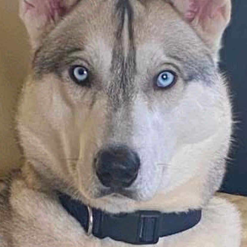 Falkone participe au concours pour gagner de l'argent avec cette photo : alert, animal, beige, blue_eyes, canine, close_up, collar, companion, couch, dog, domestic_animal, ears, fur, furniture, household, indoor, laying_down, pet, portrait, siberian_husky