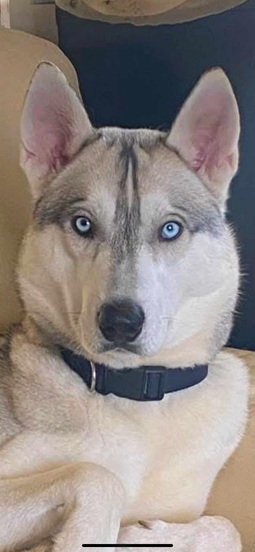Falkone participe au concours pour gagner de l'argent avec cette photo : dog, siberian_husky, blue_eyes, pet, collar, canine, indoor, couch, beige, furniture, close_up, animal, alert, ears, portrait, fur, domestic_animal, laying_down, household, companion