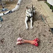 Falkone participe au concours pour gagner de l'argent avec cette photo : animal, bone, canine, collar, daylight, dog, ears, fur, garden, gravel, husky, nature, outdoor, path, paws, pet, plants, relaxation, resting, sunlight