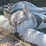Falkone participe au concours pour gagner de l'argent avec cette photo : animal, canine, close_up, daylight, dog, ears, fur, garden, gravel, husky, nature, nose, outdoor, peaceful, pet, relaxing, resting, sleeping, stone_border, sunlight