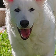 Nala participe au concours pour gagner de l'argent avec cette photo : dog, white_dog, running, grass, outdoor, happy, pet, canine, sunlight, ears, tongue, mouth_open, fur, animal, playful, nature, daylight, closeup, smiling, tail