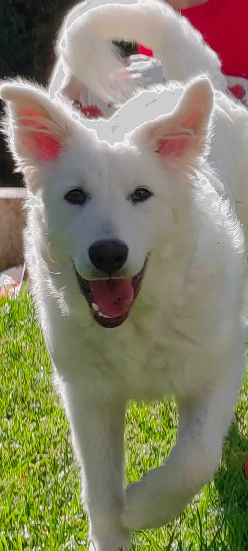 Nala