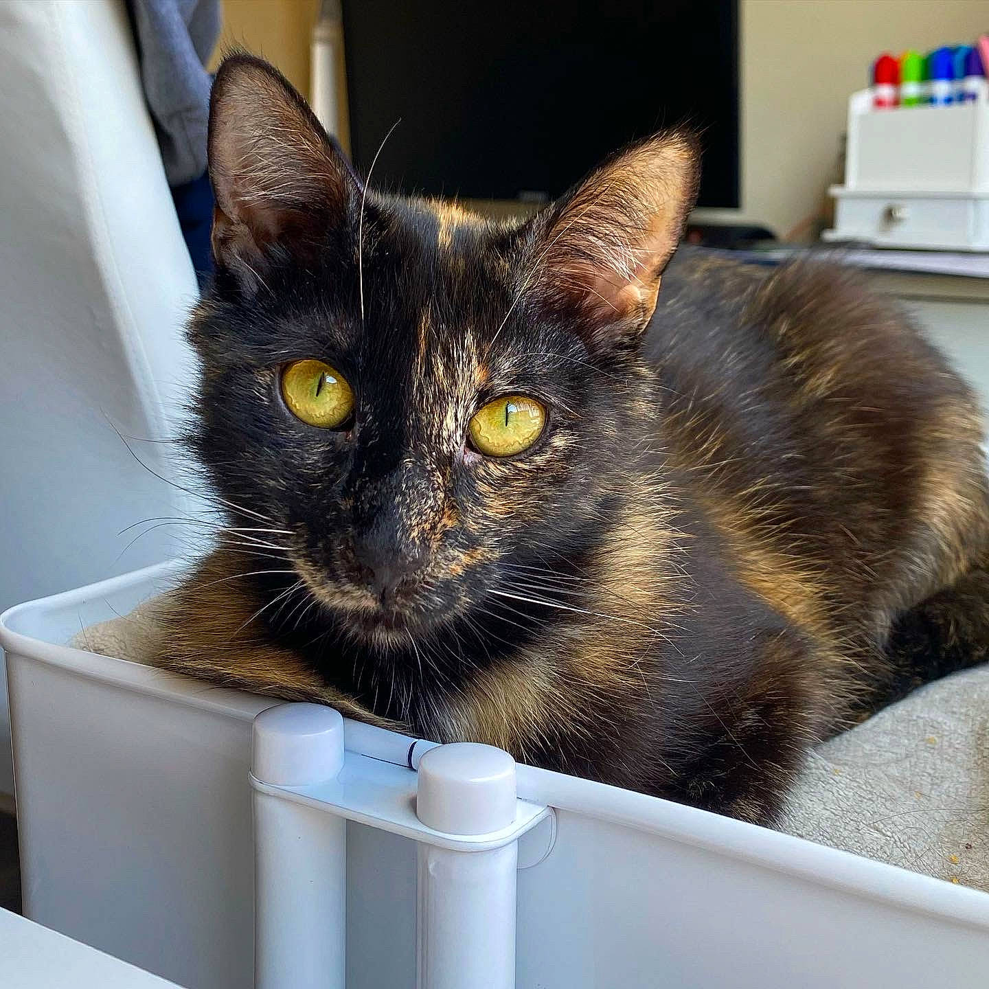 Ari joined the competition — help win amazing prizes! black_cat, box, cardboard, carnivore, cat, cat_furniture, cat_supply, comfort, domestic_short_haired_cat, felidae, fur, household_supply, office_supplies, packaging_and_labeling, paper_towel, pet_supply, rectangle, small_to_medium_sized_cats, snout, whiskers