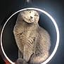 cat, circular_frame, close_up, curious, ears, feline, fur, green_eyes, grey_cat, indoor, lamp, pet, photography, portrait, ring_light, shadow, sitting, soft_texture, studio_light, whiskers