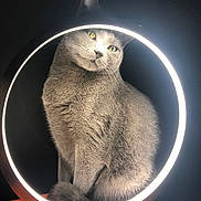 Sorga Garcia a rejoint le concours — aidez-le/la à gagner de superbes lots ! cat, circular_frame, close_up, curious, ears, feline, fur, green_eyes, grey_cat, indoor, lamp, pet, photography, portrait, ring_light, shadow, sitting, soft_texture, studio_light, whiskers