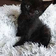 Louna a rejoint le concours — aidez-le/la à gagner de superbes lots ! kitten, black_cat, fluffy_rug, cute, pet, animal, indoor, feline, small, young, fur, whiskers, ears, eyes, sitting, curious, soft, cozy, home, adorable