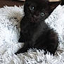 kitten, black_cat, fluffy_rug, cute, pet, animal, indoor, feline, small, young, fur, whiskers, ears, eyes, sitting, curious, soft, cozy, home, adorable