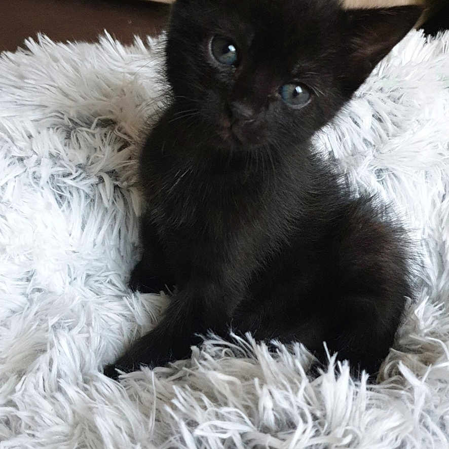 Louna a rejoint le concours — aidez-le/la à gagner de superbes lots ! adorable, animal, black_cat, cozy, curious, cute, ears, eyes, feline, fluffy_rug, fur, home, indoor, kitten, pet, sitting, small, soft, whiskers, young