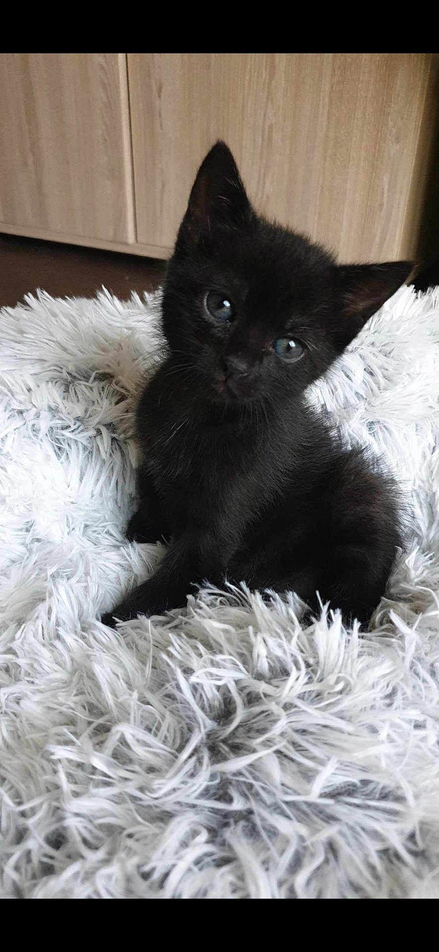 Louna a rejoint le concours — aidez-le/la à gagner de superbes lots ! kitten, black_cat, fluffy_rug, cute, pet, animal, indoor, feline, small, young, fur, whiskers, ears, eyes, sitting, curious, soft, cozy, home, adorable
