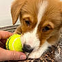 brown_and_white, close_up, cute, dog, domestic_animal, eyes, fur, hand, indoor, marble_countertop, mouth, nose, paw, pet, playful, portrait, puppy, snout, tennis_ball, whiskers