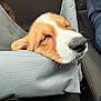 adorable, brown_and_white, car_interior, close_up, corgi, cozy, cushion, dog, domestic_animal, fabric, head, nose, passenger, pet, puppy, resting, seat, sleeping, travel, whiskers