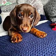 Louie joined the competition — help win amazing prizes! puppy, dog, dachshund, brown, cute, pet, animal, lying, blanket, knitted, cozy, indoor, paws, nose, fur, ears, eyes, cushion, soft, closeup
