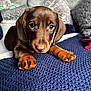 puppy, dog, dachshund, brown, cute, pet, animal, lying, blanket, knitted, cozy, indoor, paws, nose, fur, ears, eyes, cushion, soft, closeup
