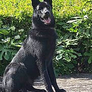 Tommy a rejoint le concours — aidez-le/la à gagner de superbes lots ! dog, black_dog, outdoor, greenery, foliage, sunlight, stone_ledge, pet, animal, sitting, nature, canine, alert, portrait, daylight, park, mammal, ears_up, happy, friendly