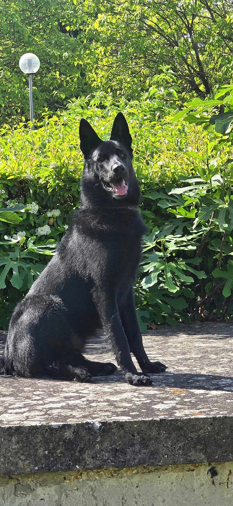 Tommy a rejoint le concours — aidez-le/la à gagner de superbes lots ! dog, black_dog, outdoor, greenery, foliage, sunlight, stone_ledge, pet, animal, sitting, nature, canine, alert, portrait, daylight, park, mammal, ears_up, happy, friendly