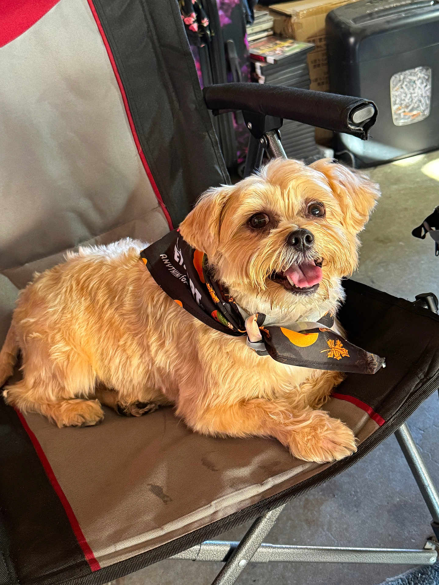 Chewy is registered to the contest to win money with this photo: dog, bandana, chair, indoor, pet, happy, tongue_out, fur, small_dog, brown_fur, folding_chair, relaxed, looking_at_camera, animal, cute, companion, domestic_animal, pet_accessory, casual, smiling