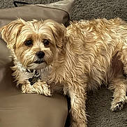 Chewy is registered to the contest to win money with this photo: dog, pet, tan, fluffy, lying_down, cushion, carpet, indoor, collar, fur, animal, canine, relaxed, mammal, cute, companion, resting, domestic, portrait, cute_pet