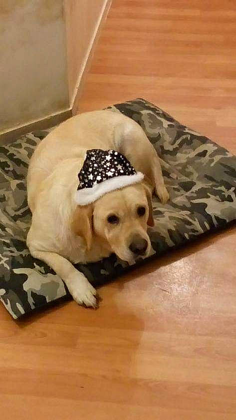 Douchka a rejoint le concours — aidez-le/la à gagner de superbes lots ! beagador, canidae, carnivore, companion_dog, dog, dog_bed, dog_breed, dog_supply, fawn, floor, flooring, golden_retriever, labrador_retriever, mammal, paw, puppy, retriever, snout, sporting_group