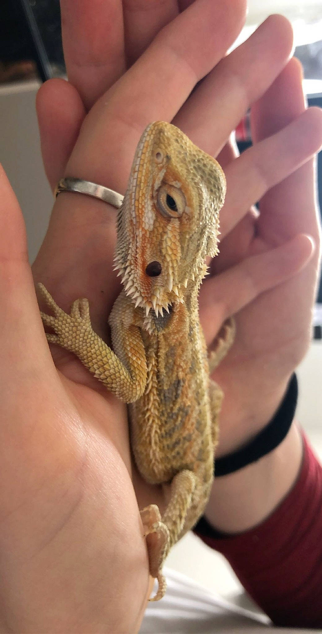 Ted participe au concours pour gagner de l'argent avec cette photo : agama, dragon_lizard, finger, gecko, hand, iguania, lizard, nail, reptile, scaled_reptile, thumb