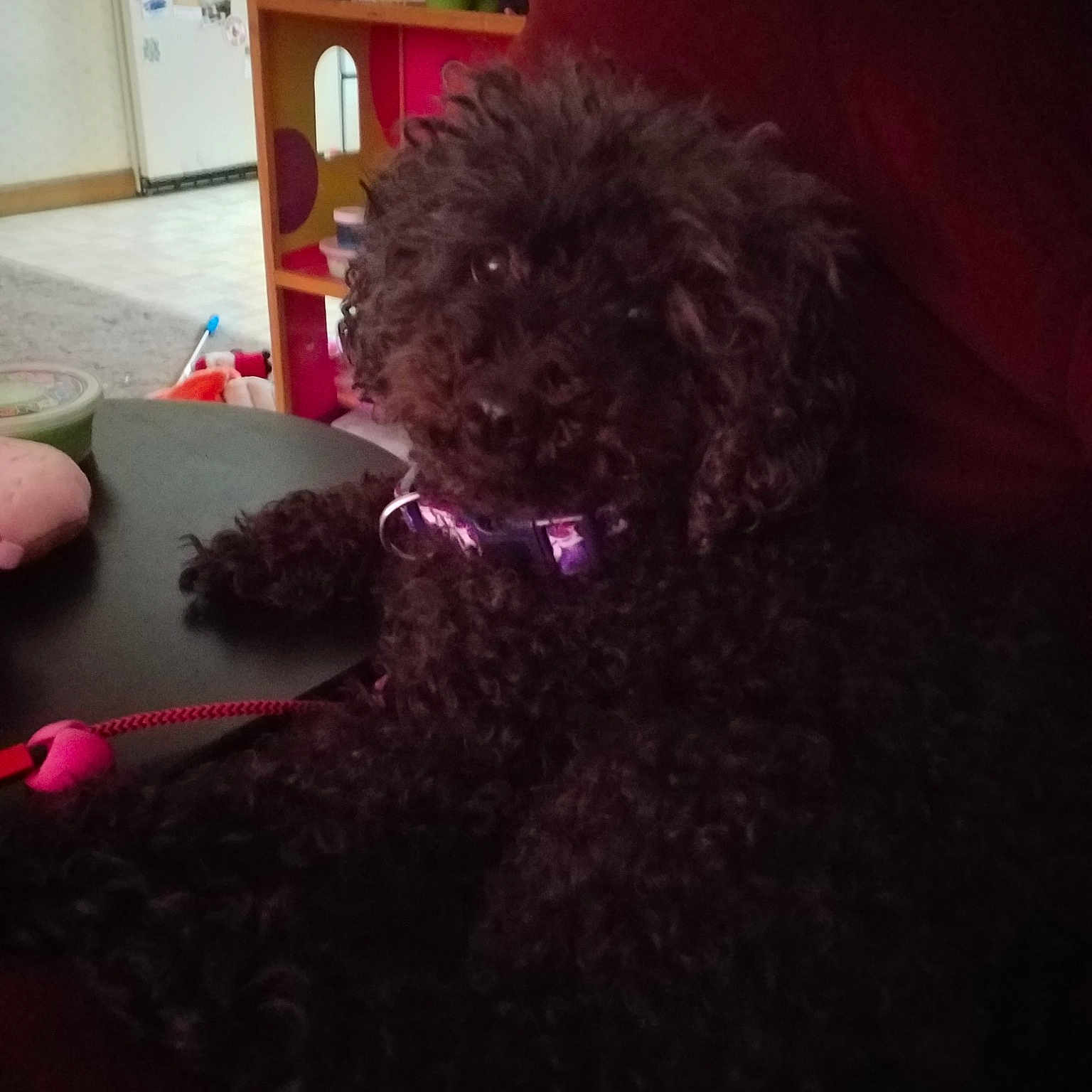 Ally joined the competition — help win amazing prizes! barbet, bolonka, canidae, carnivore, cockapoo, companion_dog, dog, dog_breed, labradoodle, lagotto_romagnolo, mammal, miniature_poodle, non_sporting_group, poodle, puppy, schnoodle, spanish_water_dog, sporting_group, toy_dog, toy_poodle