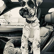 Doodles joined the competition — help win amazing prizes! dog, pet, car, car_interior, harness, seat, dog_tag, black_and_white, window, side_mirror, parking_lot, seatbelt, dog_bed, canine, portrait, animal, furry, cute, leash, travel
