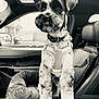 dog, pet, car, car_interior, harness, seat, dog_tag, black_and_white, window, side_mirror, parking_lot, seatbelt, dog_bed, canine, portrait, animal, furry, cute, leash, travel