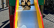 Layana is registered to the contest to win money with this photo: car, child, clothing, daylight, fence, fun, happy, leisure, metal_slide, outdoor, park, person, play, playground, recreation, shadow, slide, smiling, trees, yellow_dress