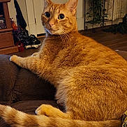 Milo joined the competition — help win amazing prizes! animal, cat, couch, cozy, curious, domestic, door, furniture, ginger_cat, home, indoor, orange_fur, pet, plant, relaxed, resting, tail, whiskers, wide_eyes, wooden_floor