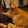 animal, cat, couch, cozy, curious, domestic, door, furniture, ginger_cat, home, indoor, orange_fur, pet, plant, relaxed, resting, tail, whiskers, wide_eyes, wooden_floor