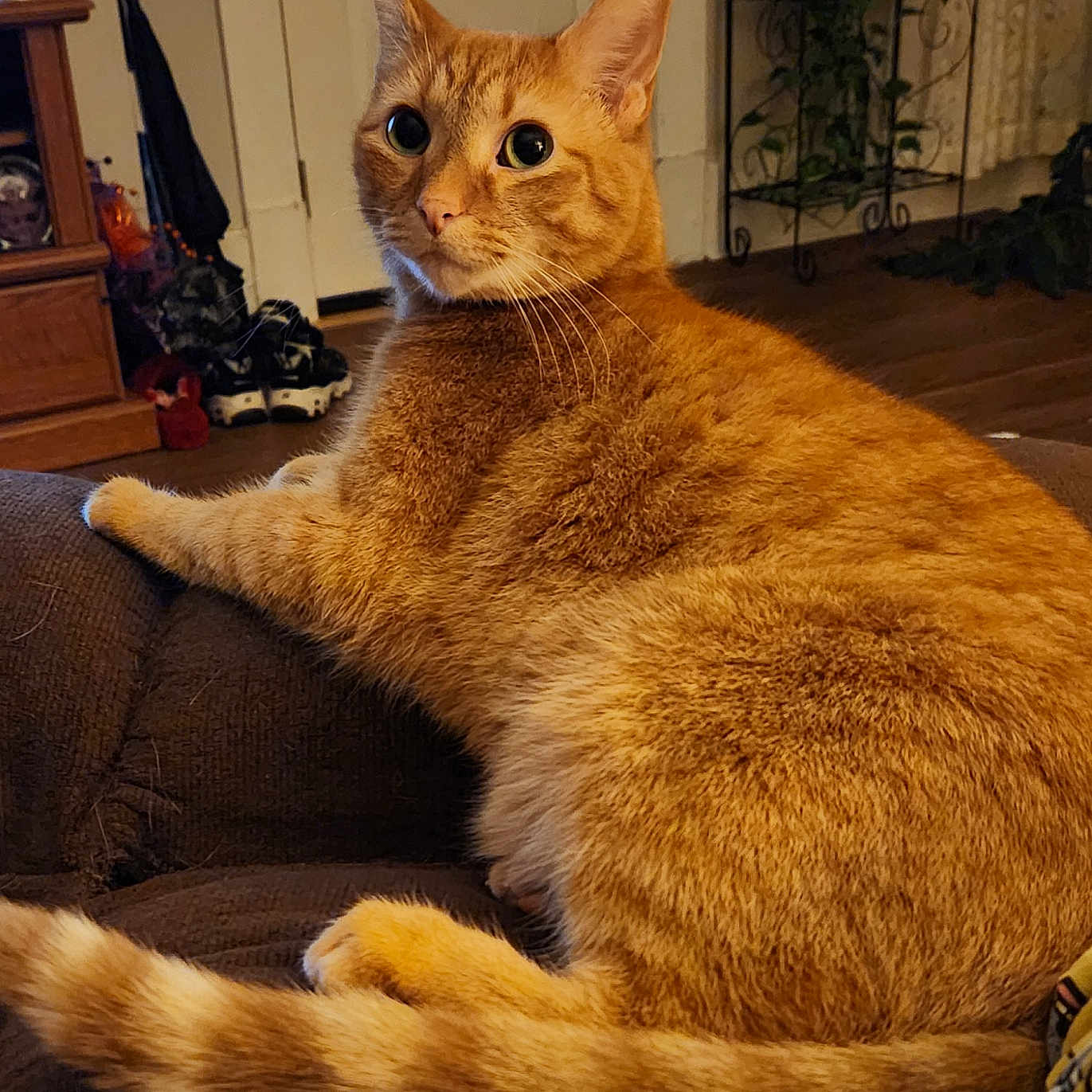 Milo