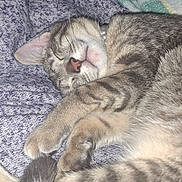 Lucy joined the competition — help win amazing prizes! cat, kitten, tabby, sleeping, resting, pet, fur, whiskers, paw, collar, pearl_collar, close_up, indoor, cozy, blanket, textile, cute, animal, mammal, relaxation