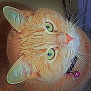 Fuzz is registered to the contest to win money with this photo: animal, bell, cat, close_up, collar, cute, domestic_animal, face, feline, fur, green_eyes, head, indoor, orange_cat, pet, pink_nose, portrait, tabby, whiskers